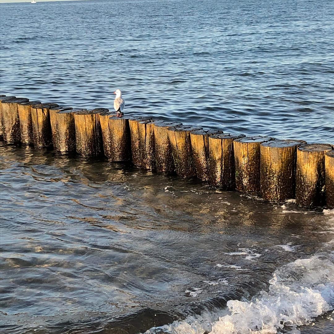 Möwe sitzt auf hölzernen Pfählen im Meer