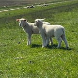 img 2025 05 17 155514 Zwei Lämmer auf dem Deich