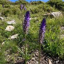 img 5210.jpg Lila Blumen im sonnigen Berglandschaft