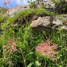 img 5225.jpg Blick auf Felsen und Pflanzen in sonniger Natur