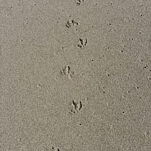 img 2025 05 17 134418 Abdrücke von Möwen im Sand
