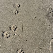 img 2025 05 17 150829 Hundepfotenabdrücke im Sand