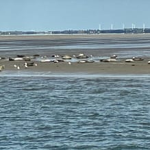 img 2025 05 17 151935 Seehunde ruhen auf Sandbank bei Ebbe vor List / Sylt