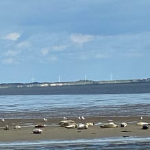 img 2025 05 17 152012 Seehunde ruhen auf Sandbank vor List / Sylt