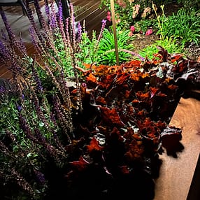 img 2025 09 13 154408 Beleuchtete Gartenblumen bei Nacht
