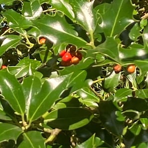 img_2491.jpg Glänzende grüne Stechpalmenblätter mit roten Beeren