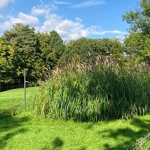 img_2492.jpg Grünes Schilf und Bäume unter blauem Himmel