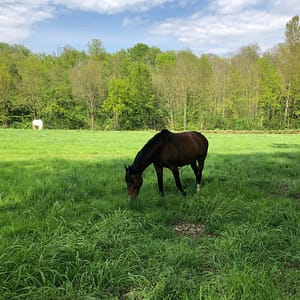 Braunes Pferd grast auf grüner Koppel