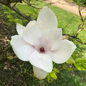 Weisse Magnolienblüte als Nahaufnahme