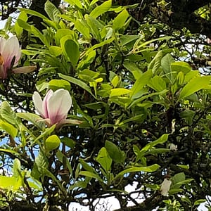 Magnolienblüte am Magnolienbaum