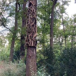 img_2481.jpg Baum mit verwobenen Wurzeln im Wald