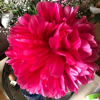 Hellrote Pfingstrosenblüte