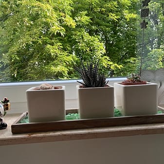 img_2157.jpg Drei Kakteen auf Fensterbank vor grünen Bäumen
