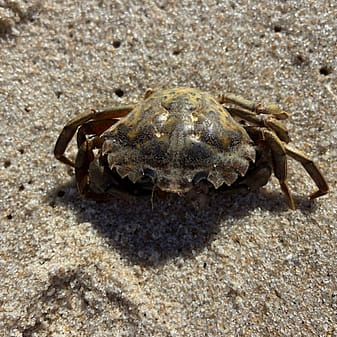 img 2025 05 17 134250 Krabbe auf Sand