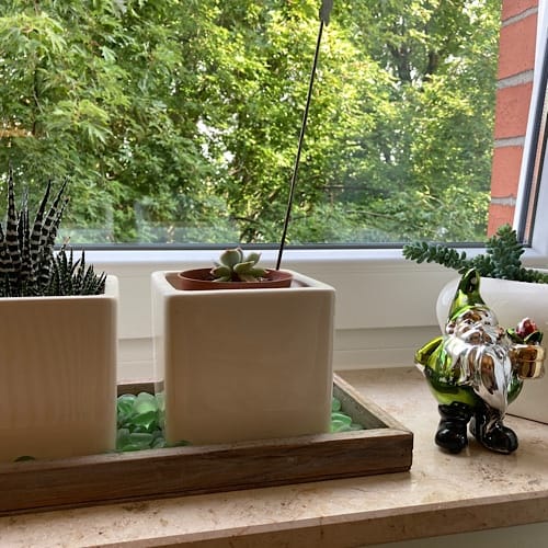 img_2479.jpg Zimmerpflanzen und Gartenzwerg am Fenster