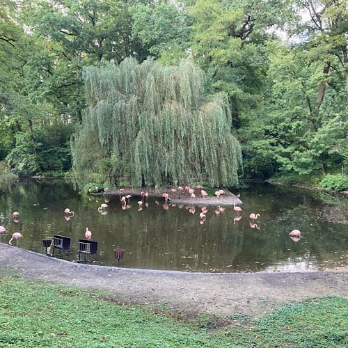 img_2487.jpg Flamingos im Teich mit Weide und Grünanlage