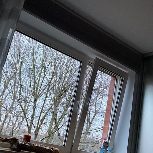 Blick aus Fenster auf kahle Bäume im Winter