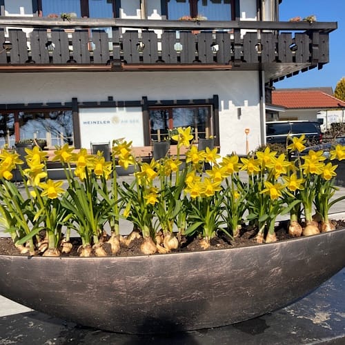 img_3628.jpg Narzissen im Blumenbeet vor einem Gebäude