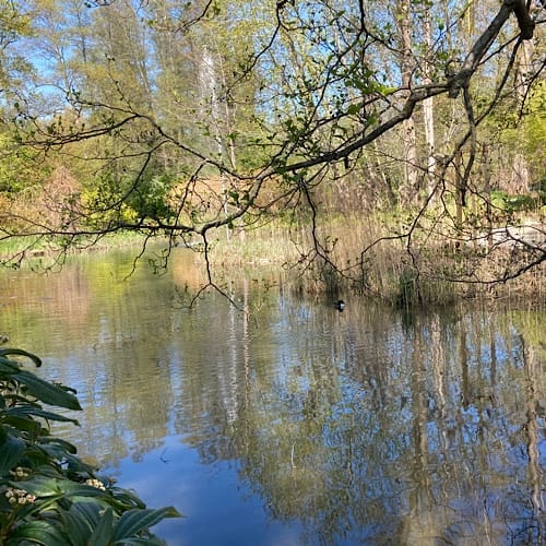 img_3973.jpg Idyllischer Teich umgeben von Bäumen und Pflanzen