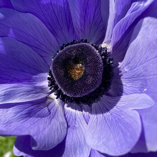 img_3980.jpg Nahaufnahme einer blauen Anemone im Sonnenlicht