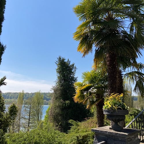 img_3982.jpg Palme und See im sonnigen Park