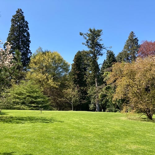 img_3983.jpg Sonniger Park mit grüner Wiese und hohen Bäumen