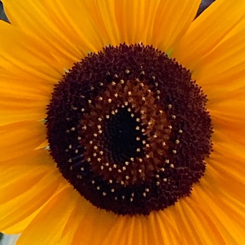 img 5480.jpg Nahaufnahme einer blühenden Sonnenblume