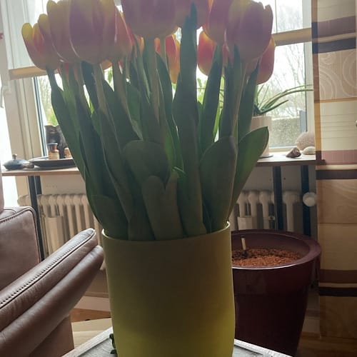 img_6093.jpg Tulpen in einer Vase auf Fensterbank