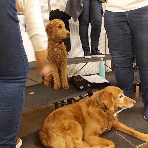 img_6110.jpg Zwei Hunde und Menschen in einem Büro