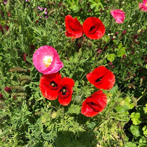 Rote Mohnblumen auf grünem Feld im Sonnenlicht