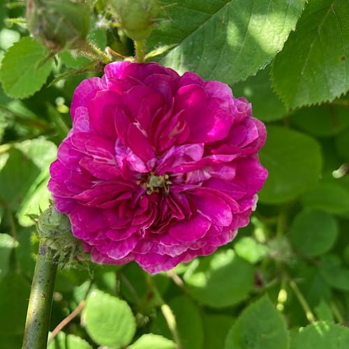 Dunkelrosa, üppige Blüte in Nahaufnahme
