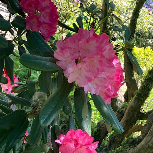 Blühende rosa Rhododendronblüten an einem Strauch im Westfalenpark, Dortmund