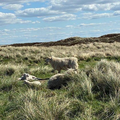 Schafe in der sonnigen Heidelandschaft auf dem Ellenbogen bei List / Sylt