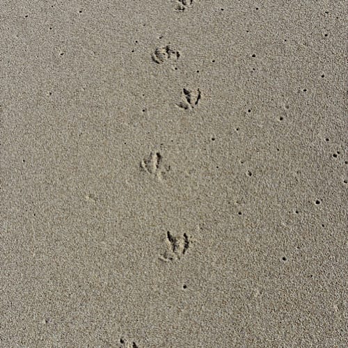 Abdrücke von Möwen im Sand