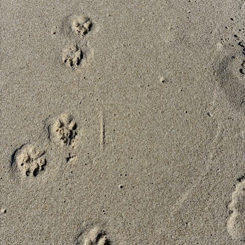Hundepfotenabdrücke im Sand