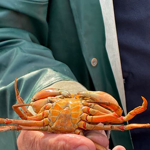 Fischer zeigt nach dem Fang einen orangefarbenen Krebs