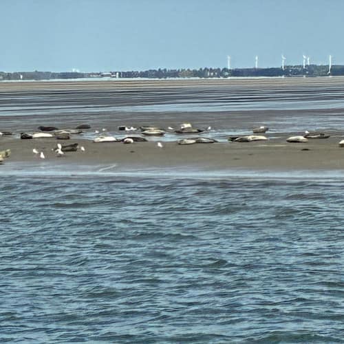 Seehunde ruhen auf Sandbank bei Ebbe vor List / Sylt
