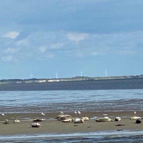 Seehunde ruhen auf Sandbank vor List / Sylt