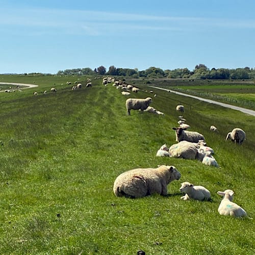 Schafe grasen und ruhen auf grünem Deich bei sonnigem Wetter