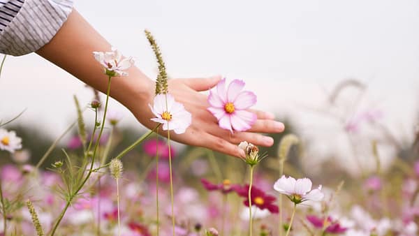 birgit-nora-schaefer-natur-frauenhand-streift-durch-blumenwiese-2000x1125 Hand berührt Blumen auf Wiese