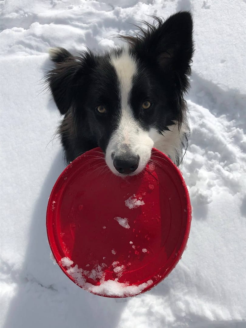 Hund hält roten Frisbee im Schnee